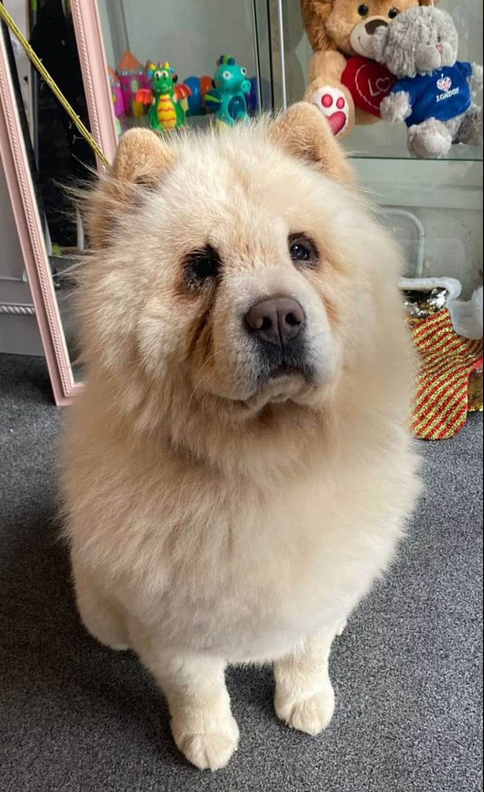 2 year old female Chow Chow available for adoption